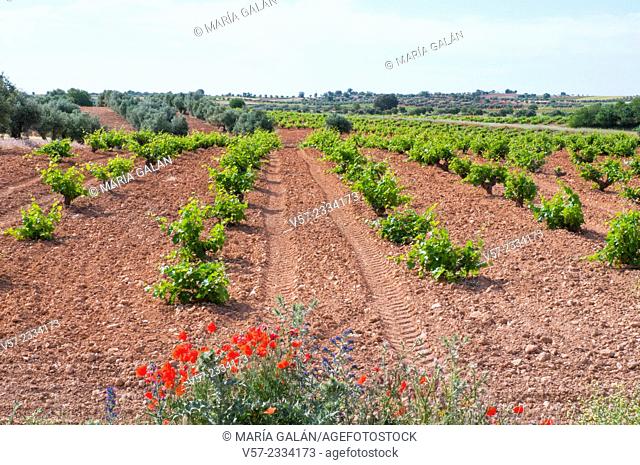 Vineyard. Belmonte de Tajo, Madrid province, Spain