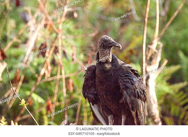 American Black vulture Coragyps atratus at the Myakka River State Park in Sarasota, Florida