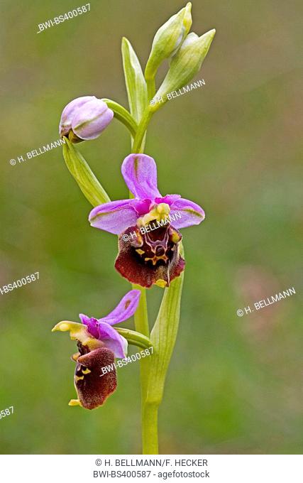 later spider orchid (Ophrys holoserica, Ophrys holosericea, Ophrys fuciflora), inflorescence, Germany