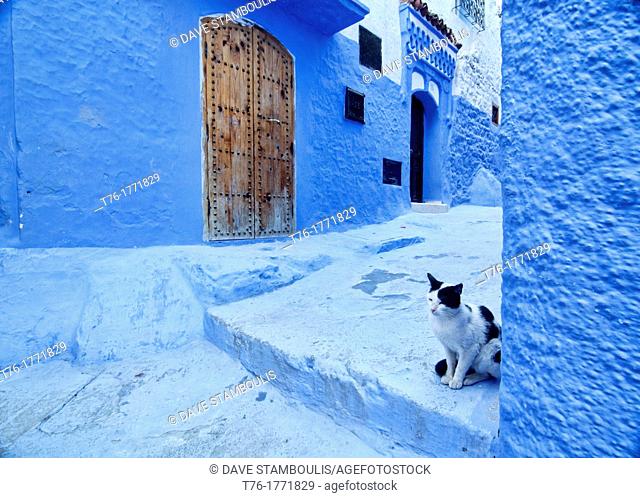 A cat at the door in the blue town of Chefchaouen, Morocco