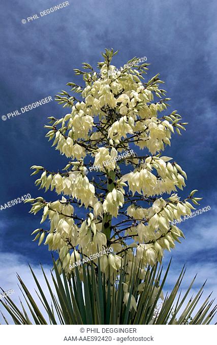 Hesperoyucca whipplei (syn. Yucca whipplei; Our Lord's Candle, Spanish Bayonet, Quixote Yucca, Common Yucca)