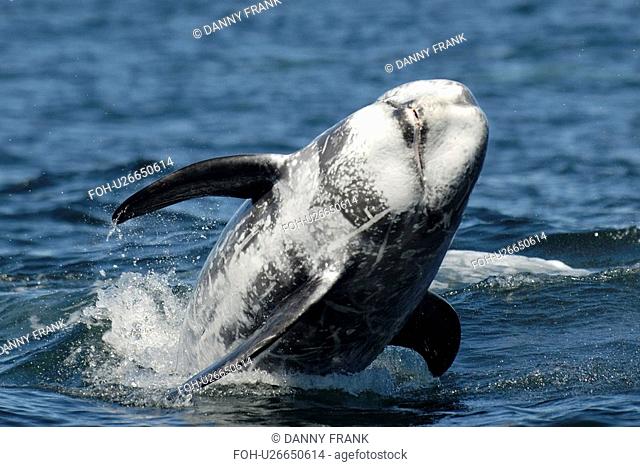 Risso's dolphin Grampus griseus breaching. National marine sanctuary, Monterey bay, California Pacific ocean, USA