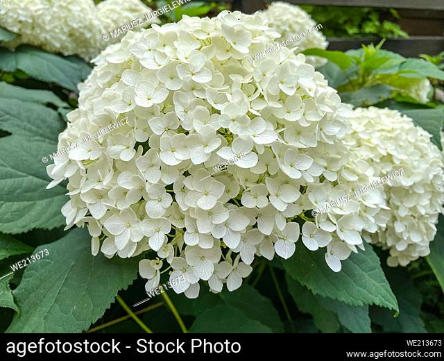 Bigleaf hydrangea (Hydrangea macrophylla) is a species of flowering plant in the family Hydrangeaceae, native to China and Japan