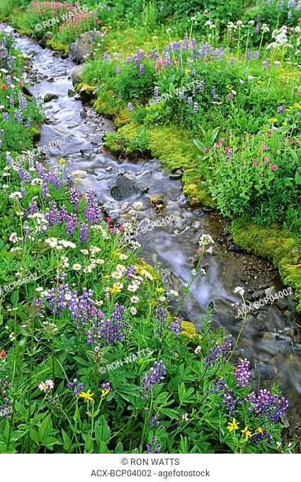 Wildflowers lining stream, South Chilcotin Range, Taylor Basin, British Columbia, Canada