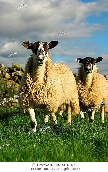 Domestic Sheep, mule gimmer lambs, two standing beside stone wall, England