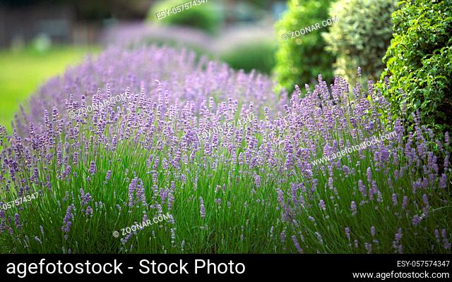 Lavender Flowers in a garden, Lavandula Angustifolia