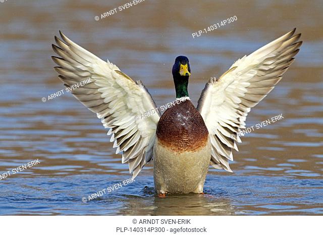 Mallard / Wild Duck (Anas platyrhynchos) male / drake in lake flapping wings