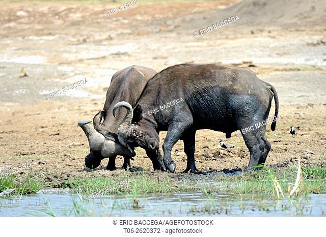 African / Cape buffalo (Syncerus caffer) fighting as a test of strength, Lake Edward, Queen Elizabeth National Park, Uganda, Africa