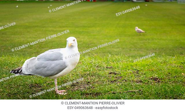Gulls wandering on the lawn of the Moyne Institute of Preventive Medicine in Dublin, Ireland