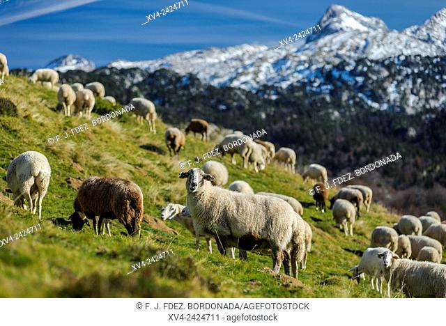 Sheeps standed in Larra Belagua area, Roncal Valley, Navarre Pyrenees, Spain