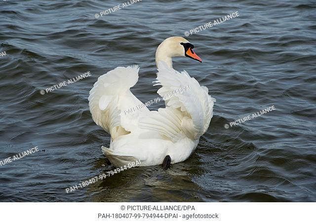 07 April 2018, Germany, Stralsund: A swan swimmming. Photo: Stefan Sauer/dpa-Zentralbild/dpa. - Stralsund/Mecklenburg-Western Pomerania/Germany