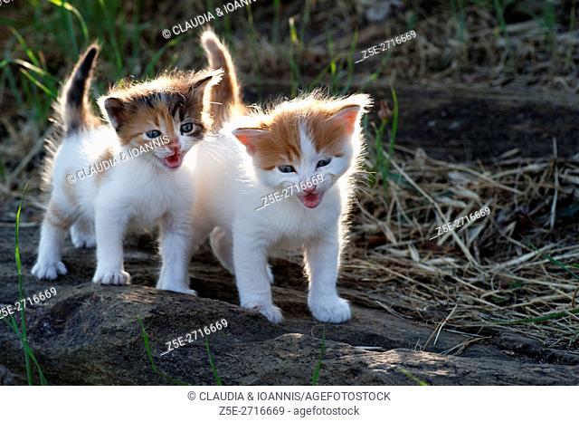 Two four weeks old kittens crying outdoors