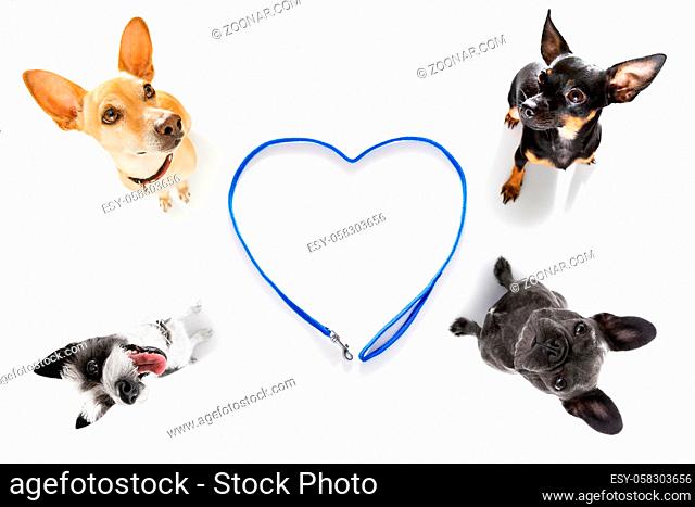 couple of dogs waiting for owner to play and go for a walk with leash, isolated on white background