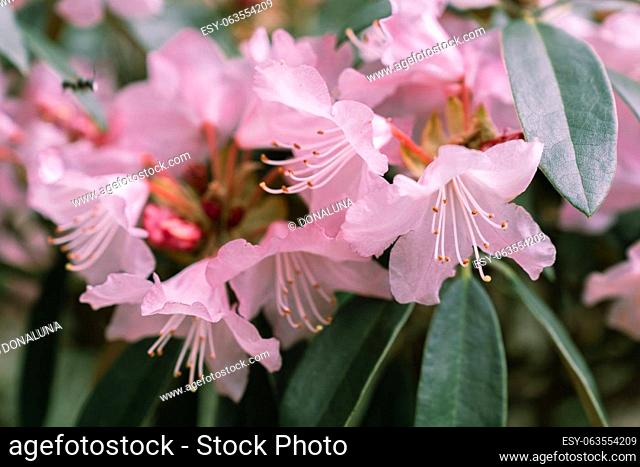 Rhododendron principis is an evergreen shrub growing 2 to 6 m tall with leathery leaves and pink flowers