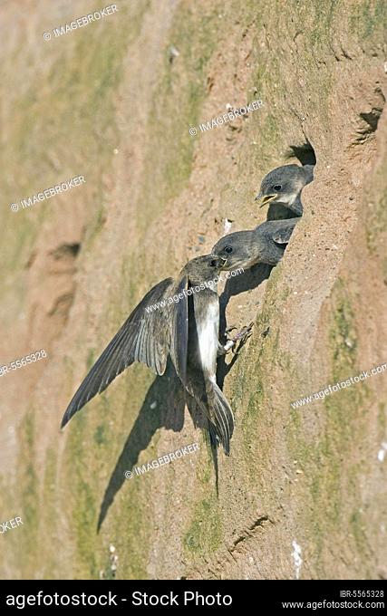 Sand martin, sand martins (Riparia riparia), songbirds, animals, birds, swallows, Sand Martin adult, feeding young, at nesthole in sandbank, England