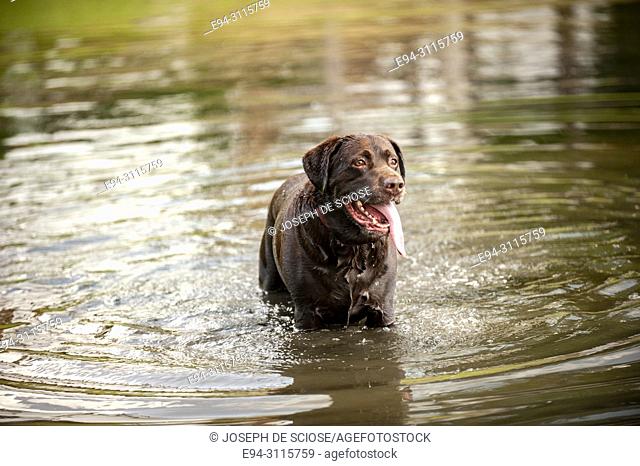 A Labrador Retriever swimming in a pond with his tongue hanging out