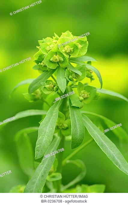 Green spurge or Leafy spurge (Euphorbia esula)
