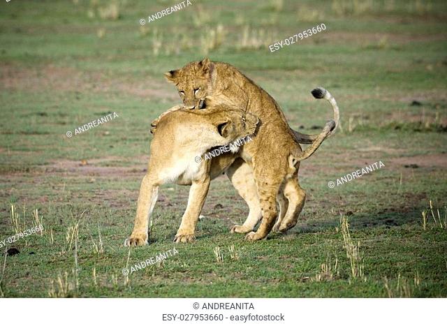 Lionnes playing with young
