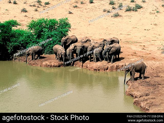 21 May 2001, South Africa, Port Elizabeth: A herd of elephants drink at the watering hole in Addo National Park in South Africa