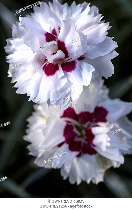 DIANTHUS 'SILVER STAR'