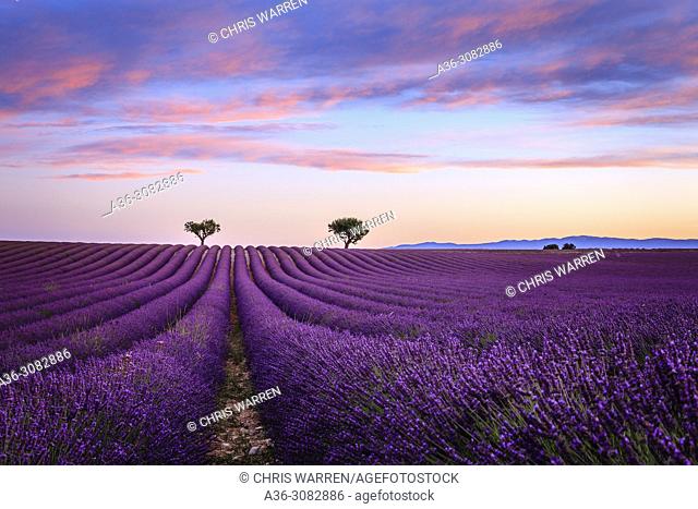 Lavender fields in the early morning Valensole Plateau Forcalquier Alpes-de-Haute-Provence Provence-Alpes-Cote d'Azur France