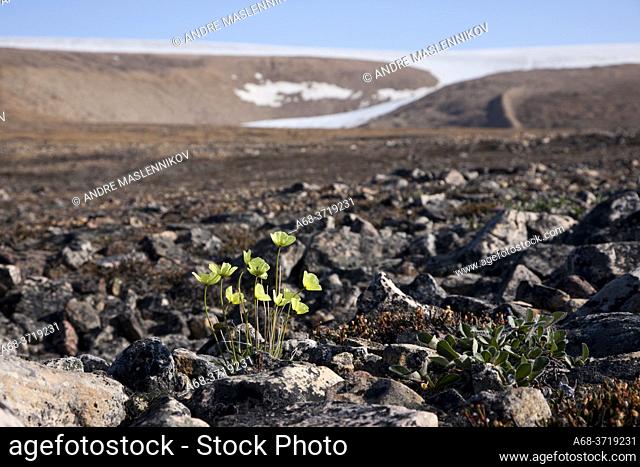 Artic Poppy in moraine from the melting glaciers and inland ice in Qaanaaq, Greenland