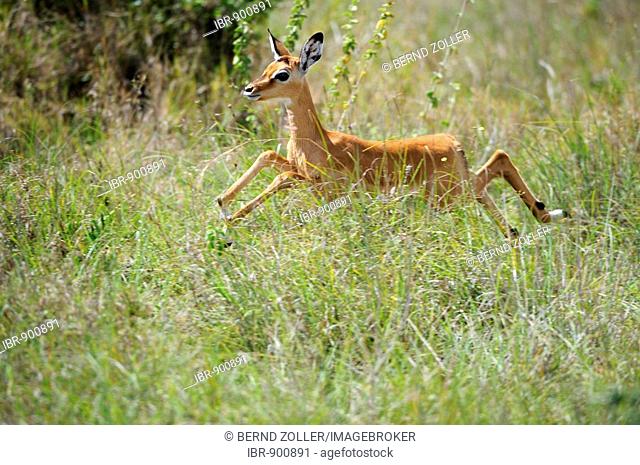Impala (Aepyceros melampus) calf leaping, Nairobi National Park, Kenya, East Africa, Africa