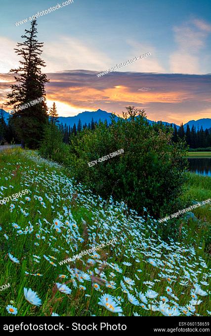 Wild flowers at Vermillion Lakes in Banff National Park, Alberta, Canada