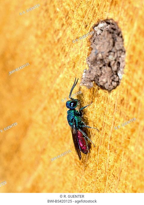 common gold wasp, ruby-tail, ruby-tailed wasp (Chrysis ignita), female near the nest from a Red Mason Bee (Osmia bicornis), Germany
