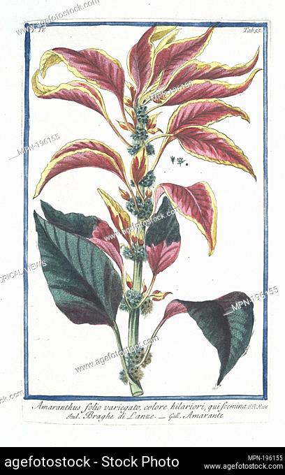 Amaranthus folio, variegato, colore hilariori, qui foemina = Braghe di Lanze = Amarante. [Amaranth]. Bonelli, Giorgio (b