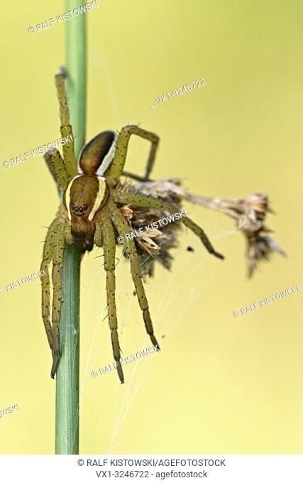 Raft Spider / Gerandete Jagdspinne ( Dolomedes fimbriatus ) resting, hunting on a rush stem, clean background, detailed shot