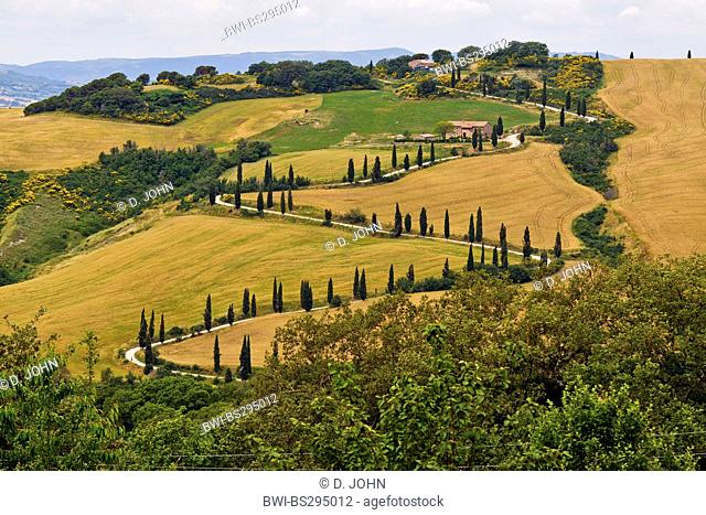 cypress-lined winding road through hilly landscape, Italy, Tuscany