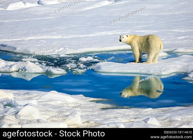 Polar Bear (Ursus arctos) and reflecting pool, Hinlopen Strait, Svalbard, Norway