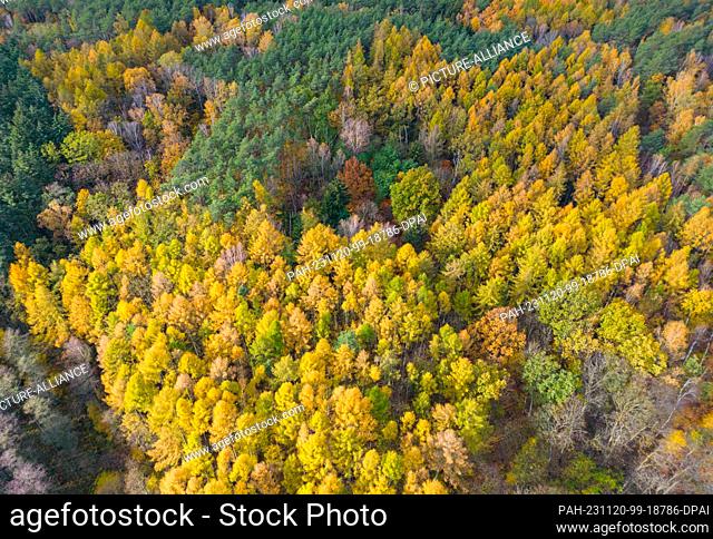 16 November 2023, Brandenburg, Treplin: Deciduous trees and larches in a forest in the east of Brandenburg are colorful and autumnal (aerial view with a drone)