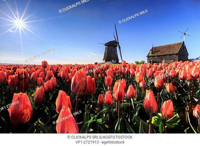 Red tulips in foreground and blue sky frame the windmill in spring Schermerhorn Alkmaar North Holland Netherlands Europe