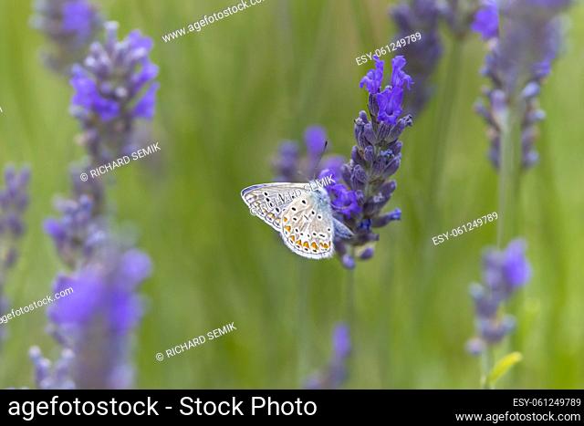 Brown argus, (Aricia agestis) on lavender, Provence, France