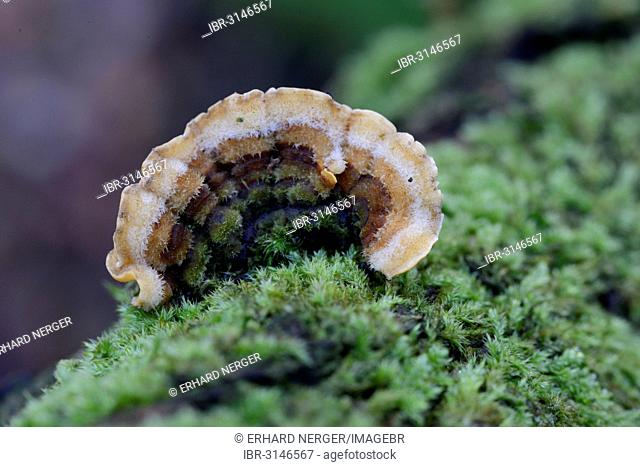 Turkey Tail Mushroom (Trametes versicolor)