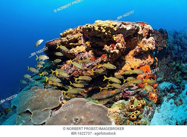 Coral reef, fish, various multicoloured sponges and corals, Smallmouth grunt (Haemulon chrysargyreum), Little Tobago, Speyside, Trinidad and Tobago