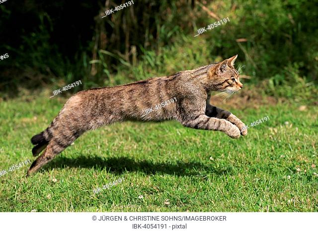 European Wildcat (Felis silvestris silvestris), adult, jumping, Surrey, United Kingdom