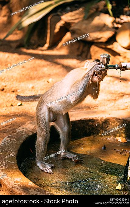 Goa, India. Physically Challenged Bonnet Macaque Drinking Water From a Faucet. Macaca Radiata Or Zati. Monkey