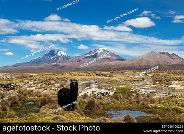 Photograph of one lama looking at the camera in Sajama National Park, Bolivia