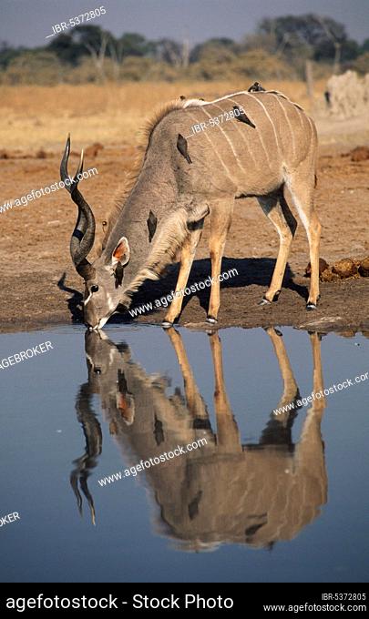 Greater Kudu (Tragelaphus strepsiceros), male, drinking, Chobe national park, Botswana, Grosser Kudu, maennlich, trinkend, Chobe Nationalpark, Botswana /