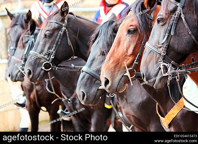 Several horse Equus caballus on a performance at City Day Gatchina Leningrad Region, Russia