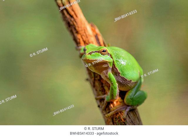 European treefrog, common treefrog, Central European treefrog (Hyla arborea), sunbathing, Germany, Bavaria