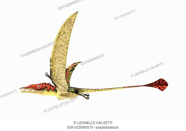 Eudimorphodon flying prehistoric reptile, photorealistic representation, scientifically correct. Side view, On white background