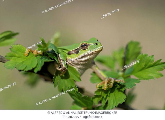 European Tree Frog (Hyla arborea), Burgenland, Austria