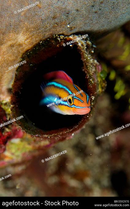 Blue-striped Fangblenny (Plagiotremus rhinorhynchos) orange form, adult, sheltering in hole, Horseshoe Bay, Nusa Kode, Rinca Island, Komodo N. P