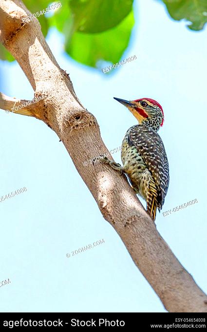 Nubian woodpecker (Campethera nubica) is a species of bird in the family Picidae. Wondo Genet, Ethiopia Africa safari wildlife