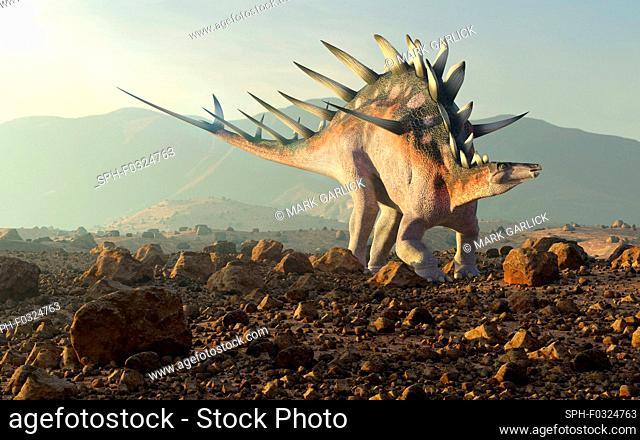 Illustration of a Kentosaurus dinosaur. Kentrosaurus was an akylosaurid - the same group to which its more famous cousin stegosaurus belongs