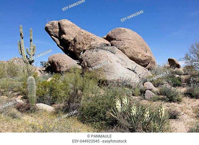 Desert wildflowers boulders and cactus make a beautiful wilderness landscape